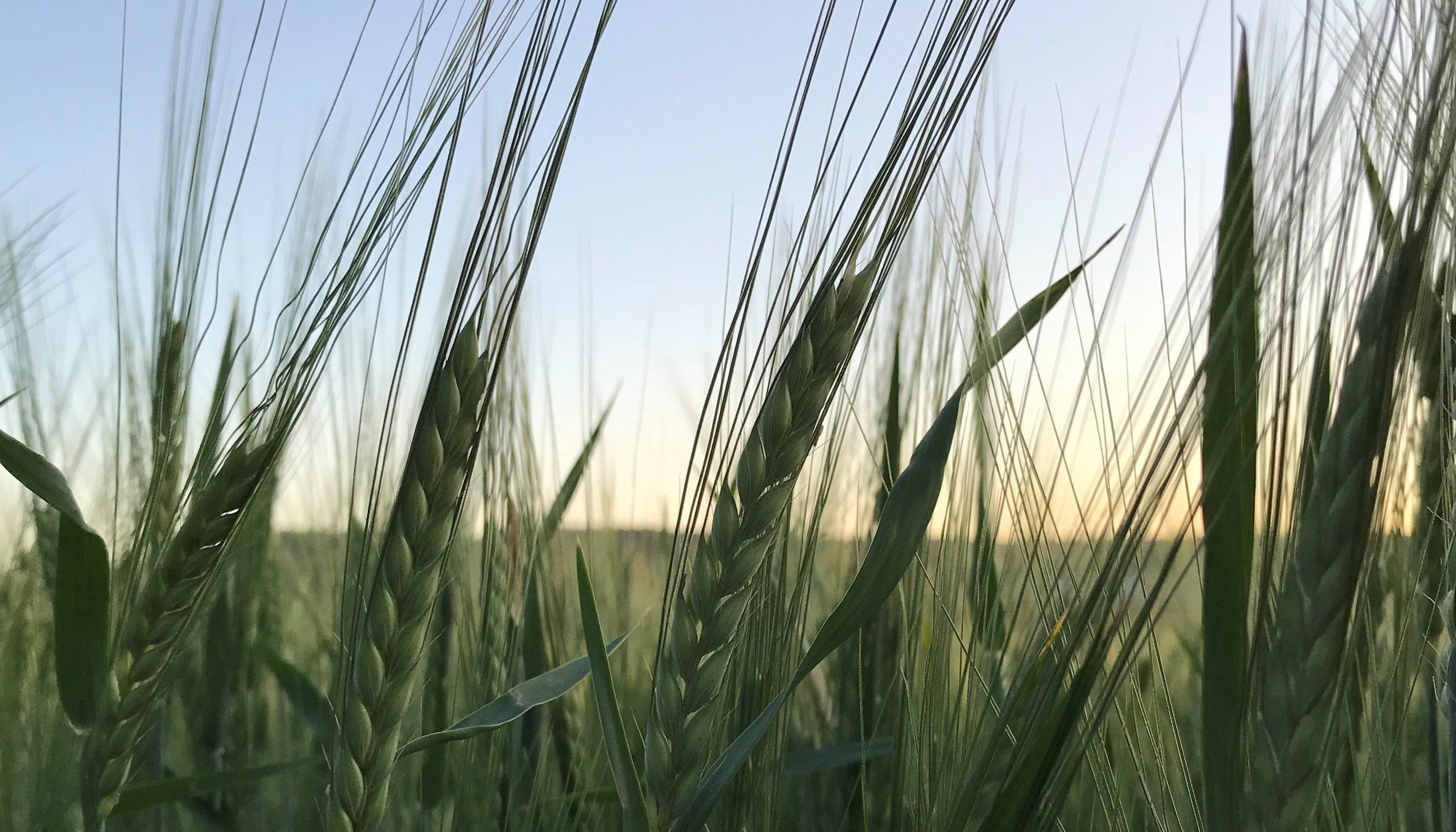 Aminosol for agriculture | Agricultural & environmental solutions | Azelis