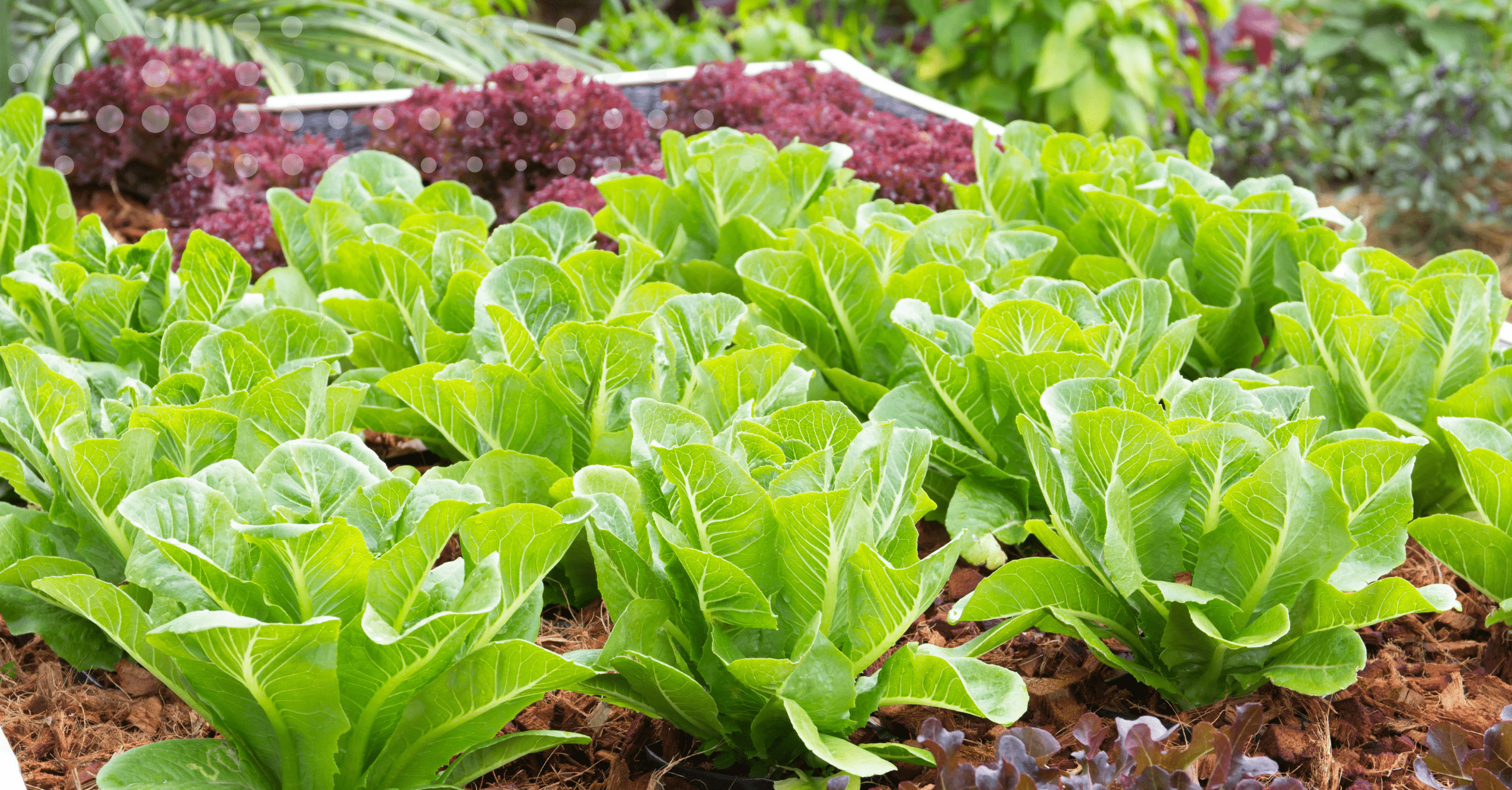 plants back in plant based